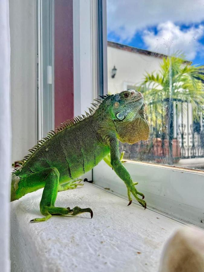 Vc Beach Suites Isla Mujeres Dış mekan fotoğraf
